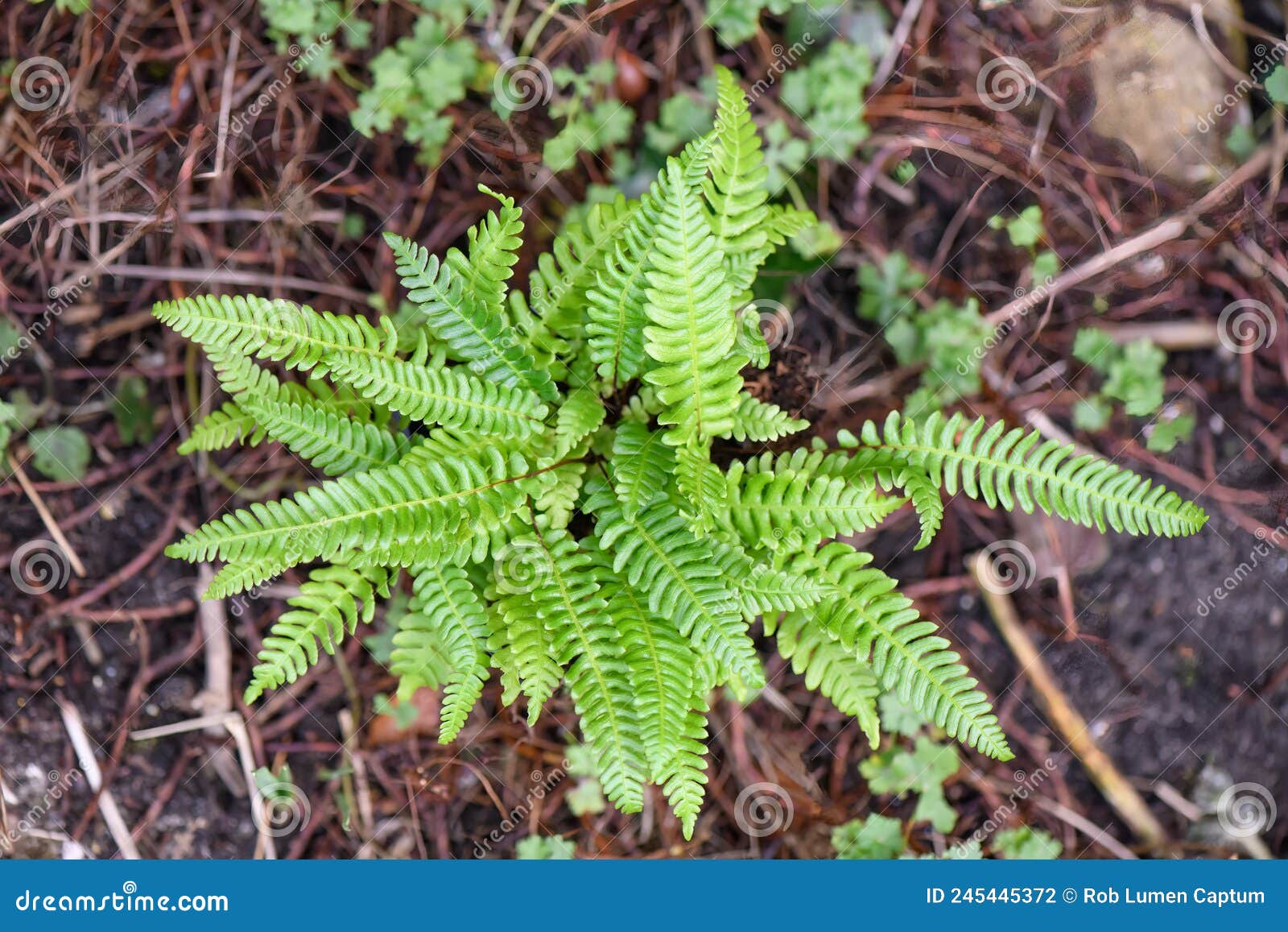 deer fern struthiopteris spicant, plant from above